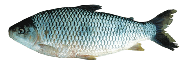 leporinus obtusidens