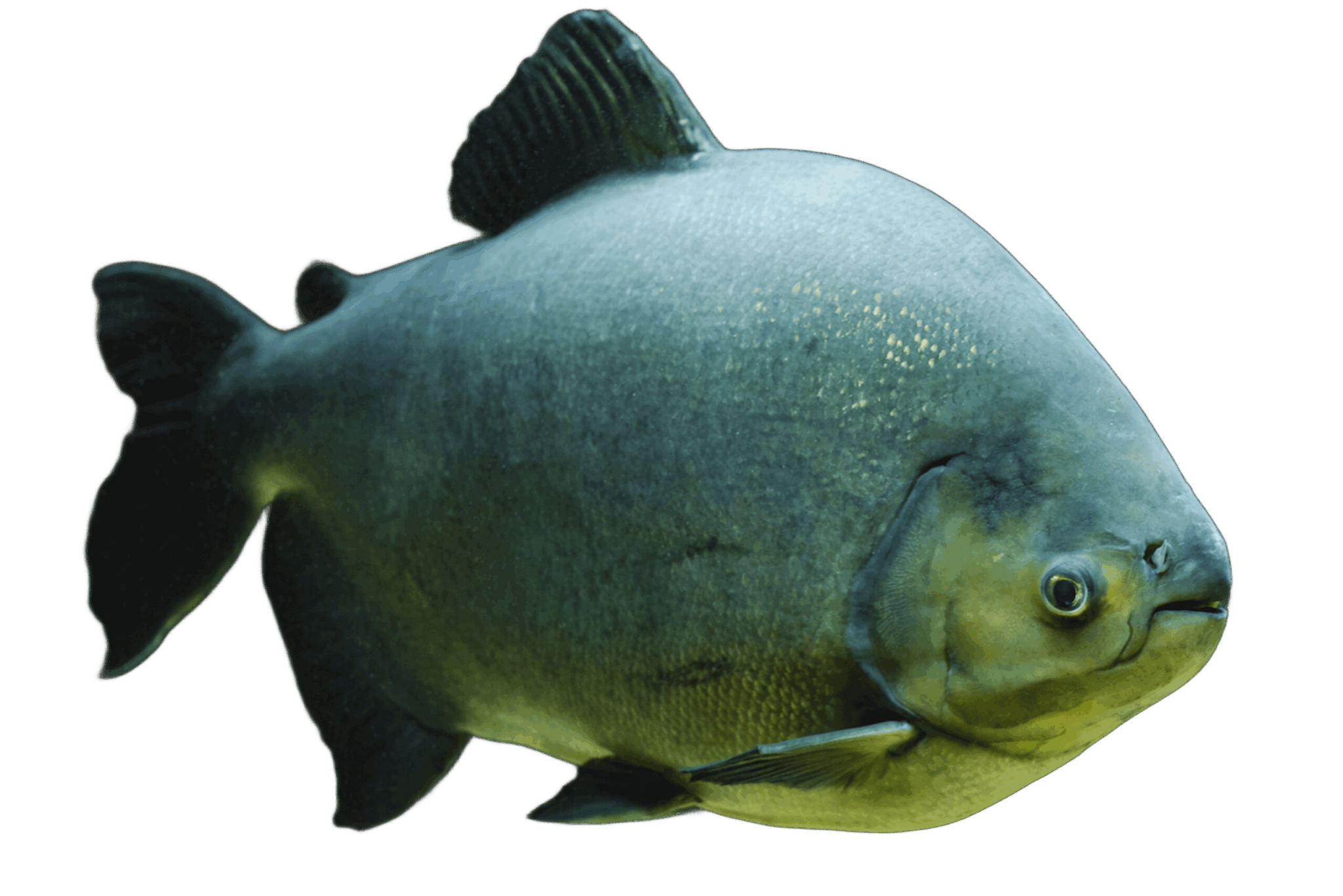 piaractus brachypomus scaled