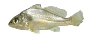 corvina de rio